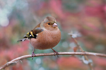 Buchfink (Fringilla coelebs) sitzt auf Ast 