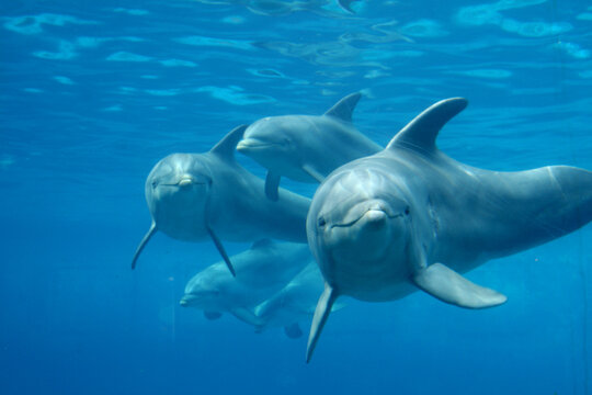 Gro&szlig;e T&uuml;mmler (Tursiops truncatus) Gruppe unter Wasser 