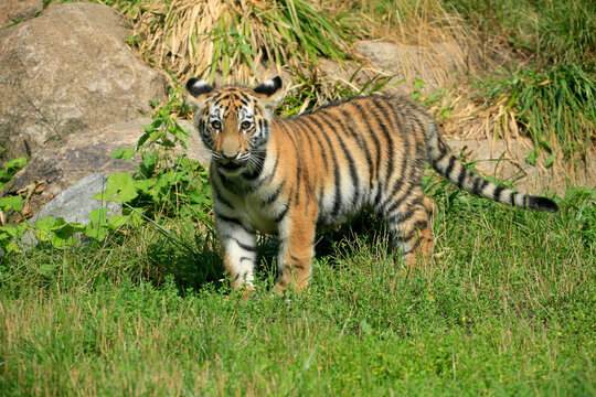 Tiger (Panthera tigris) Jungtier in Landschaft 