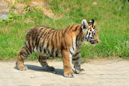 Tiger (Panthera tigris) Jungtier 