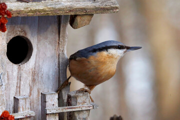  Kleiber (Sitta europaea) am Nistkasten im Garten 