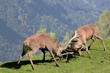 Rothirsch (Cervus elaphus) k&auml;mpfende M&auml;nnchen in den Alpen