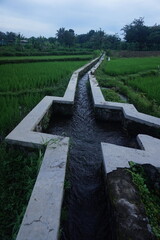irrigation channel in the rice field