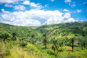 Obraz premium a palm landscape in the mountains of Africa