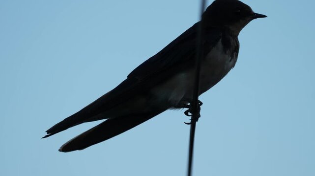 Pacific Swallow Perched on Wire with Blue Sky Background Still Shot 4K