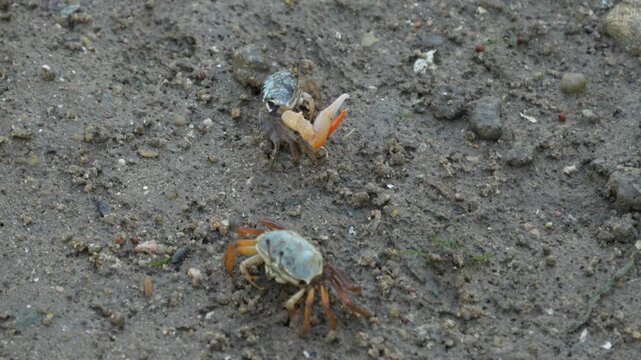 Fiddler Crabs Moving on Mud Flat in Batam, Indonesia (Uca annulipes) 4K