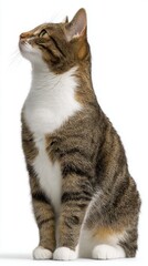 Fototapeta premium Tabby cat sitting looking up white background