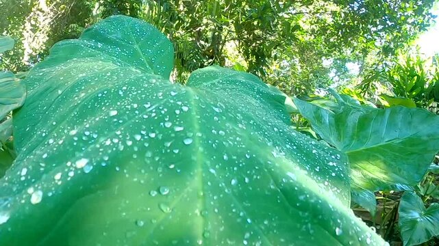 Macro shot of crystal clear water beads rolling and falling off a green taro leaf (Colocasia), showcasing the natural hydrophobic surface.