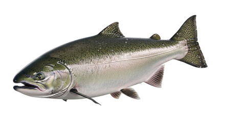 Isolated large Chinook salmon, a wild-caught fish with colorful skin, ready for a fish market