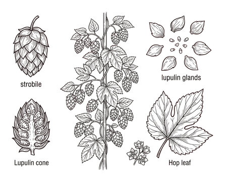 Hops plant botanical illustration with strobile lupulin cone leaf and glands hand drawn vintage style