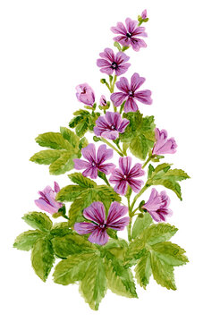 Loose Abstract Watercolor of Common Mallow