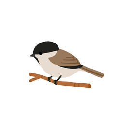 Fototapeta premium Ukrainian Winter Birds Collection - Blue Tit Nuthatch Marsh Tit Great Tit. Common Backyard Garden Birds Vector Illustration Set. European Eastern European Wildlife Nature Education