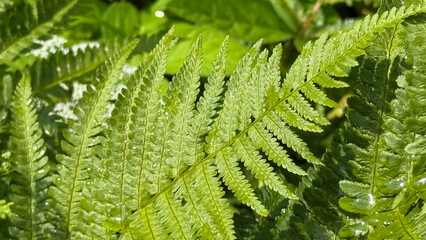 Beautiful nature background with fern leaves after rain, and space for text. Close-up of organic bright green fern frond textures shining in the sun, covered in raindrops, shot in a deep forest.