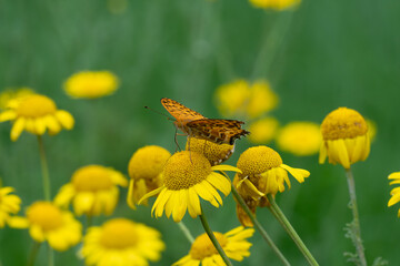 The Argynnini tribe of butterflies belongs to the Heliconiinae subfamily and feeds on Anthemis tinctoria.