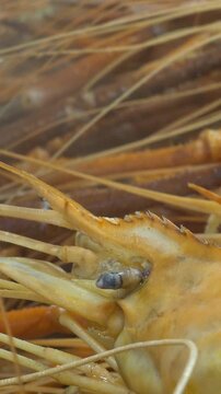 close up of river prown straming thai street food in Bangkok