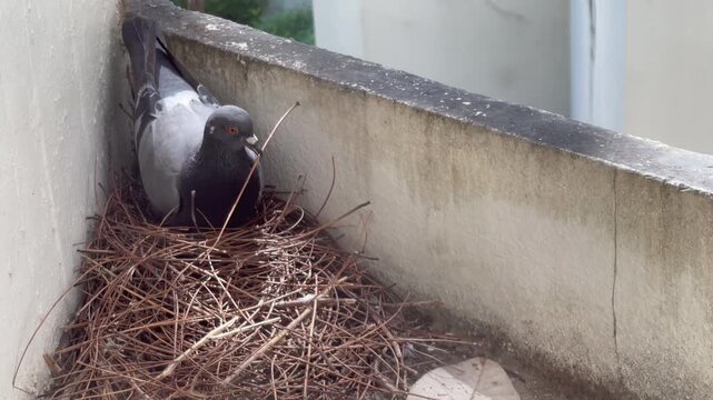 Bird in the nature pigeon incubates the eggs, stock footage