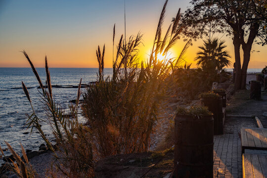 Golden sunset over the sea with silhouettes of Arundo donax cane in backlight. Scenic mediterranean landscape in Side during a warm evening. Nature beauty and giant reed texture.