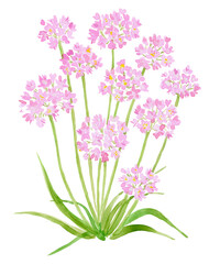 Modern Rosy Garlic Flower Illustration