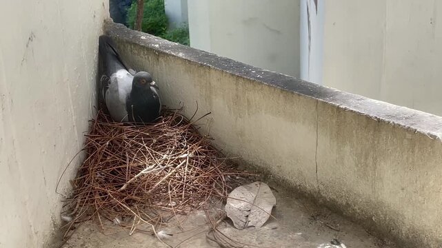 Bird in the nature pigeon incubates the eggs, stock footage