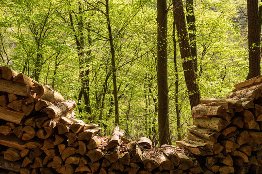 Stacked Firewood in Green Forest, Sustainable Wood Resource