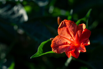 Scarlet evening flower with translucent petals and soft rim light 