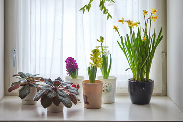 Colorful spring flowers including hyacinths and daffodils on a sunlit windowsill.