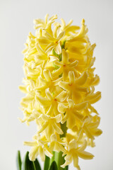 A detailed close-up of a pale yellow hyacinth flower head against a pure white background.