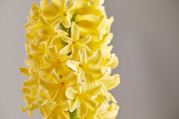 A detailed close-up of a pale yellow hyacinth flower head against a pure white background.