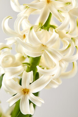 Close-up of pristine white hyacinth flowers with gracefully curled petals. Soft lighting highlights their delicate texture and pure beauty, perfect for themes of elegance, purity, and spring.