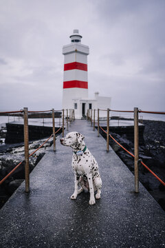 Dalmatian dog portrait in iceland