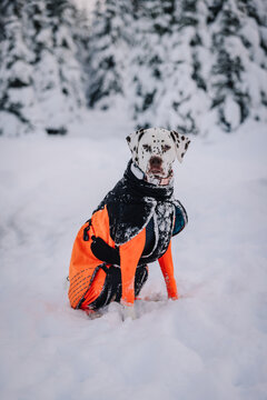 Dalmatian dog portrait in iceland