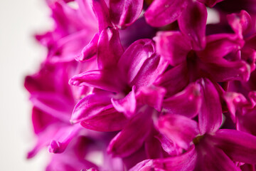 ?lose-up of a vibrant pink hyacinth, capturing its velvety petals and rich color. Perfect for themes of spring, beauty, and nature's intensity. Ideal for both macro detail and wider composition uses.