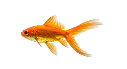 Fototapeta premium Isolated Goldfish swimming freely, close up in studio, freshwater animal, aquatic pet
