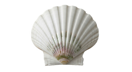 Isolated scallop shell, a beautiful example of nature's artwork from the sea; summer design