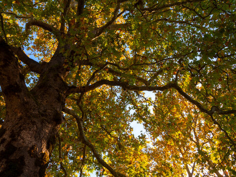 Autumn yellow leaves of the oriental plane tree Platanus orientalis against the background of the blue sky of Greece.
