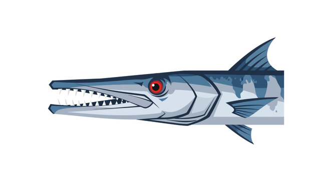 Barracuda Fish Illustration.