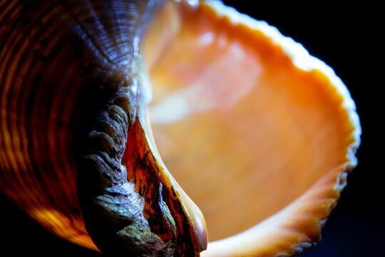 Rapana venosa shell top view &mdash; concentric whorls and natural geometry