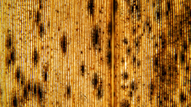 Golden brown phragmites blade pattern, speckled marks and fine lines
