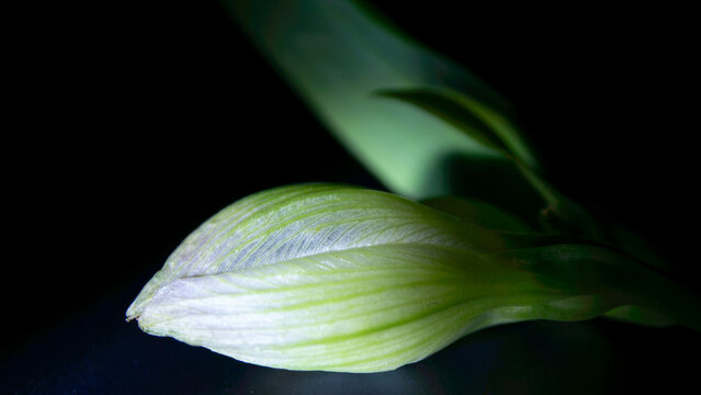 Macro of an Alstroemeria inflorescence &mdash; dominant bud and cluster in darkness