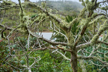 Moss covered tree branches Chamorga cloud forest Anaga