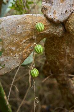Canary bryony fruits in Chamorga Tenerife