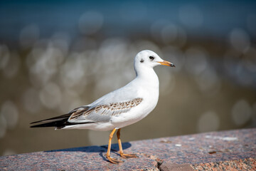 Fototapeta premium Black-headed seagull or chroicocephalus ridibundus, close-up
