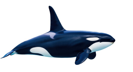 Fototapeta premium Isolated Killer whale swimming on a clear background, a marine mammal of the ocean wild nature
