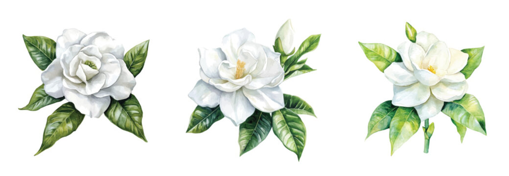 gardenia flower painting set, Minimal yet artistic elements for creative designs. hand-drawn paint, Simple Illustration, A beautiful painting isolated on a white background
