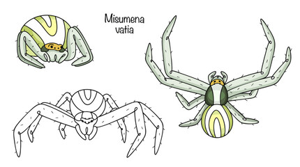 Misumena vatia