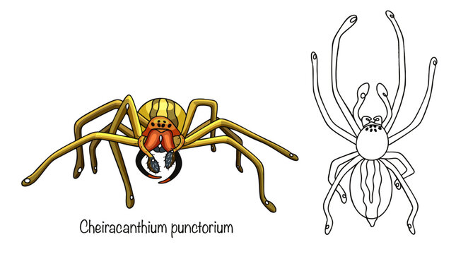 Cheiracanthium punctorium