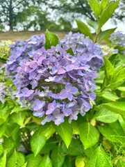 雨季に咲く紫陽花の美しい花 © ひとみ 吉田