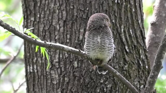 A close up of jungle owlet perched on a horizontal tree branch and looking wild around by moving its head. The background is a soft green bokeh of forest leaves in day time forest settings.