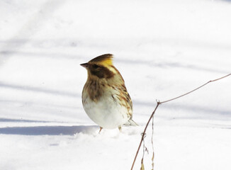 雪景色の中のミヤマホオジオの雌2