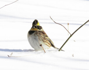 雪景色の中のミヤマホオジオの雄